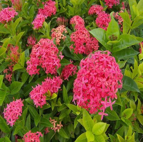 Pink Ixora Flower