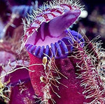 Venus Fly Trap Violet Flower Seeds – Heirloom, Non-GMO Carnivorous Plant Seeds for Planting seeds for planting in home garden