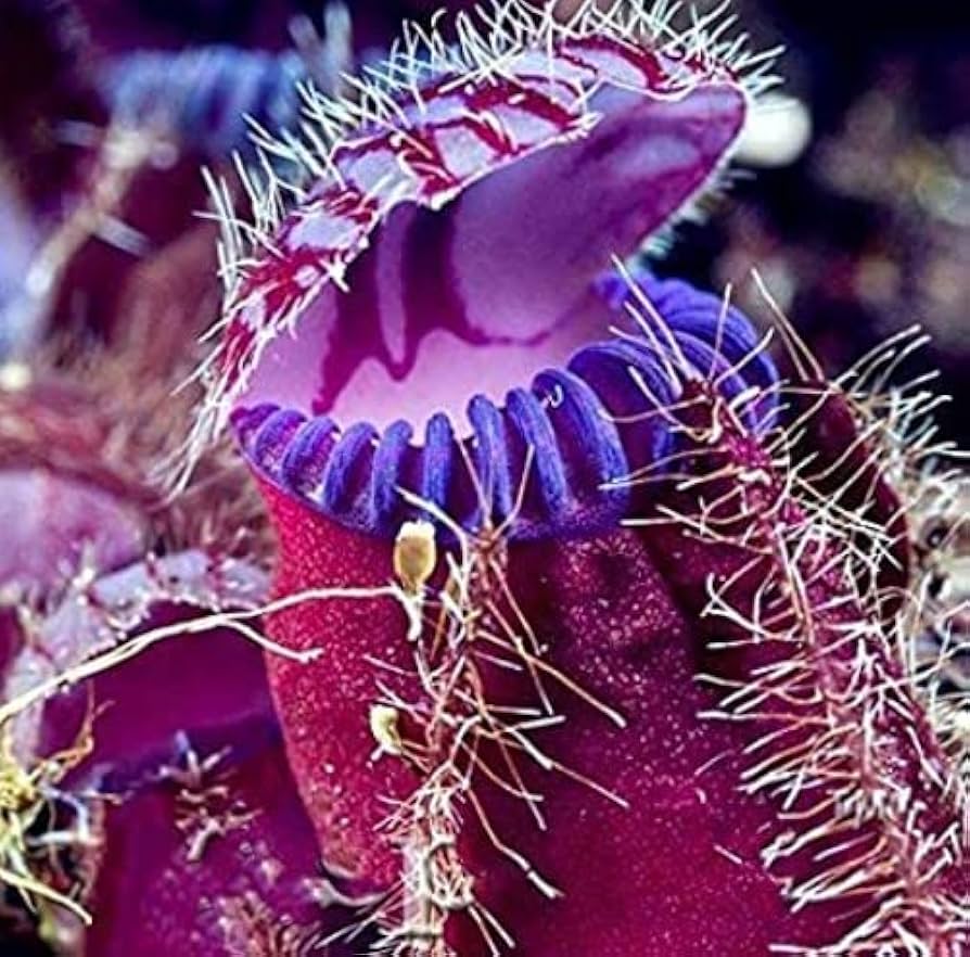 Venus Fly Trap Violet Flower Seeds – Heirloom, Non-GMO Carnivorous Plant Seeds for Planting seeds for planting in home garden
