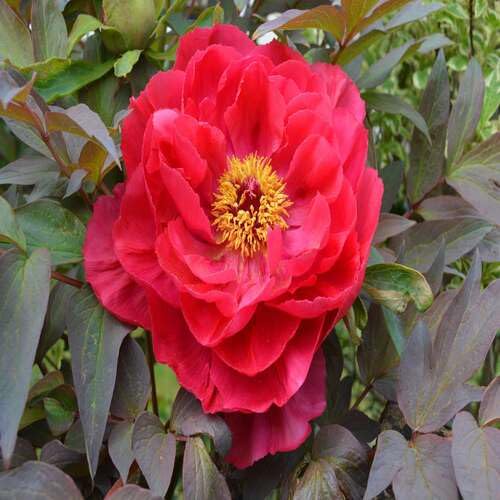 Red Paeonia Flower