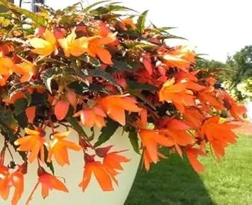 Orange Bossa Nova Flower Seeds for Planting - NON GMO Seeds Dhara Seeds