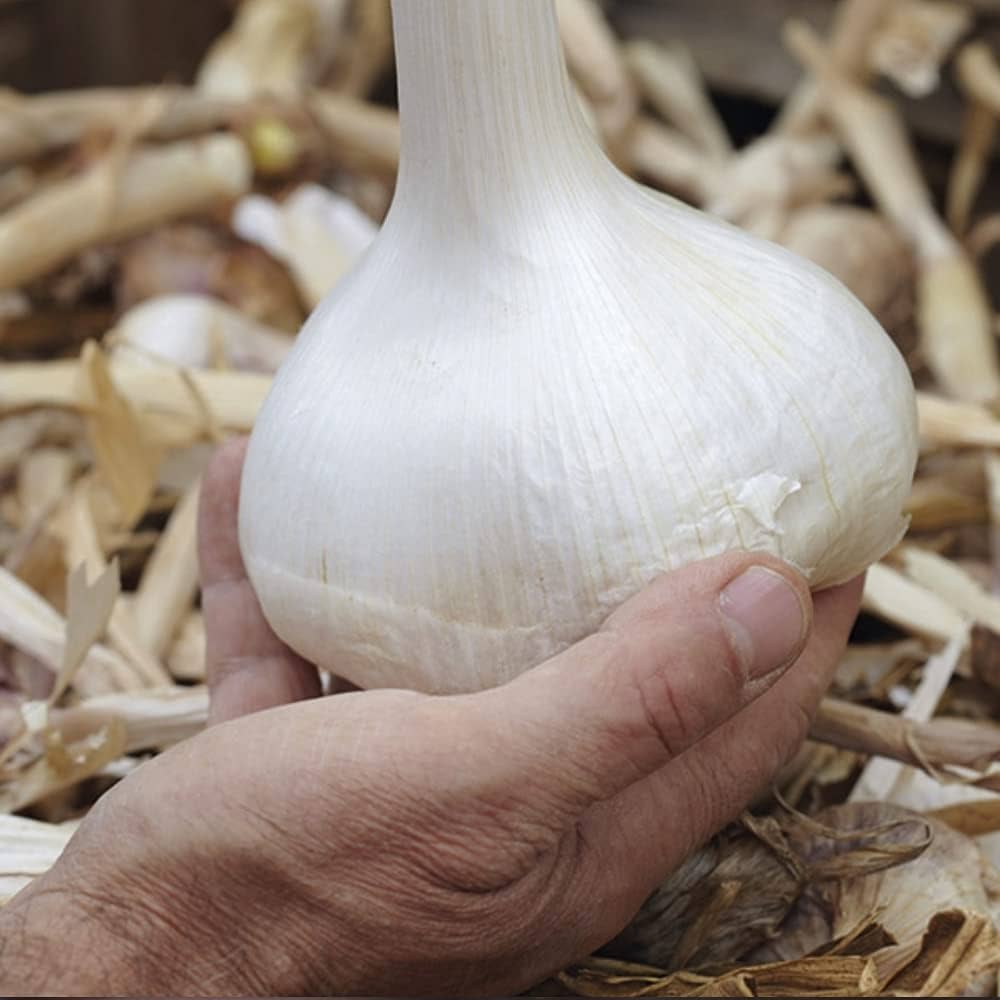 Elephant Garlic Bulb