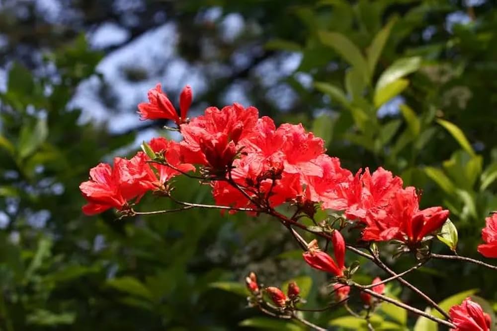 Rhododendron Red Azalea