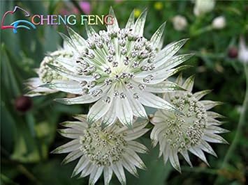 Organic Blue Astrantia Flower Seeds for Planting – Heirloom, Non-GMO