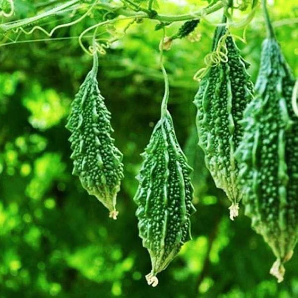 Open-Pollinated Gourd seeds for growing unique and colorful gourds, perfect for seasonal decor or crafting projects