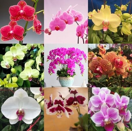 Mixed Phalaenopsis Flower - Heirloom, Non - Gmo Seeds