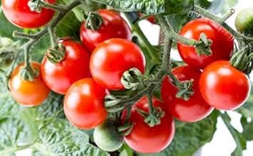 Giant Red Monster Tomato Solanum lycopersicum for planting in vegetable patch