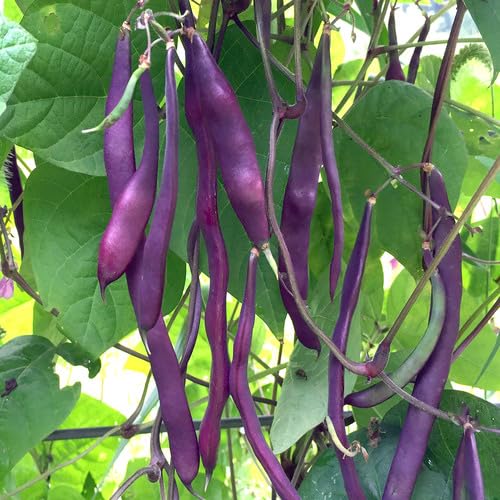Purple String Beans - Heirloom, Non - Gmo Seeds