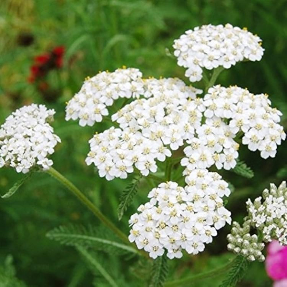 White Ptarmica Flower Seeds for Planting - 100