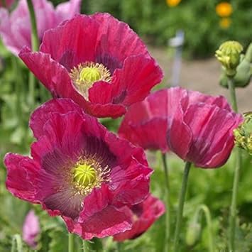 Poppy Heirloom Non Gmo Image