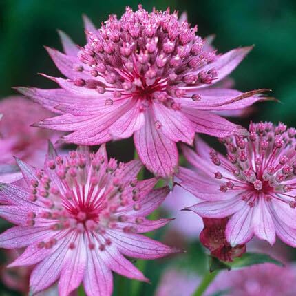 Astrantia Flower Pink - Heirloom, Non - Gmo Seeds