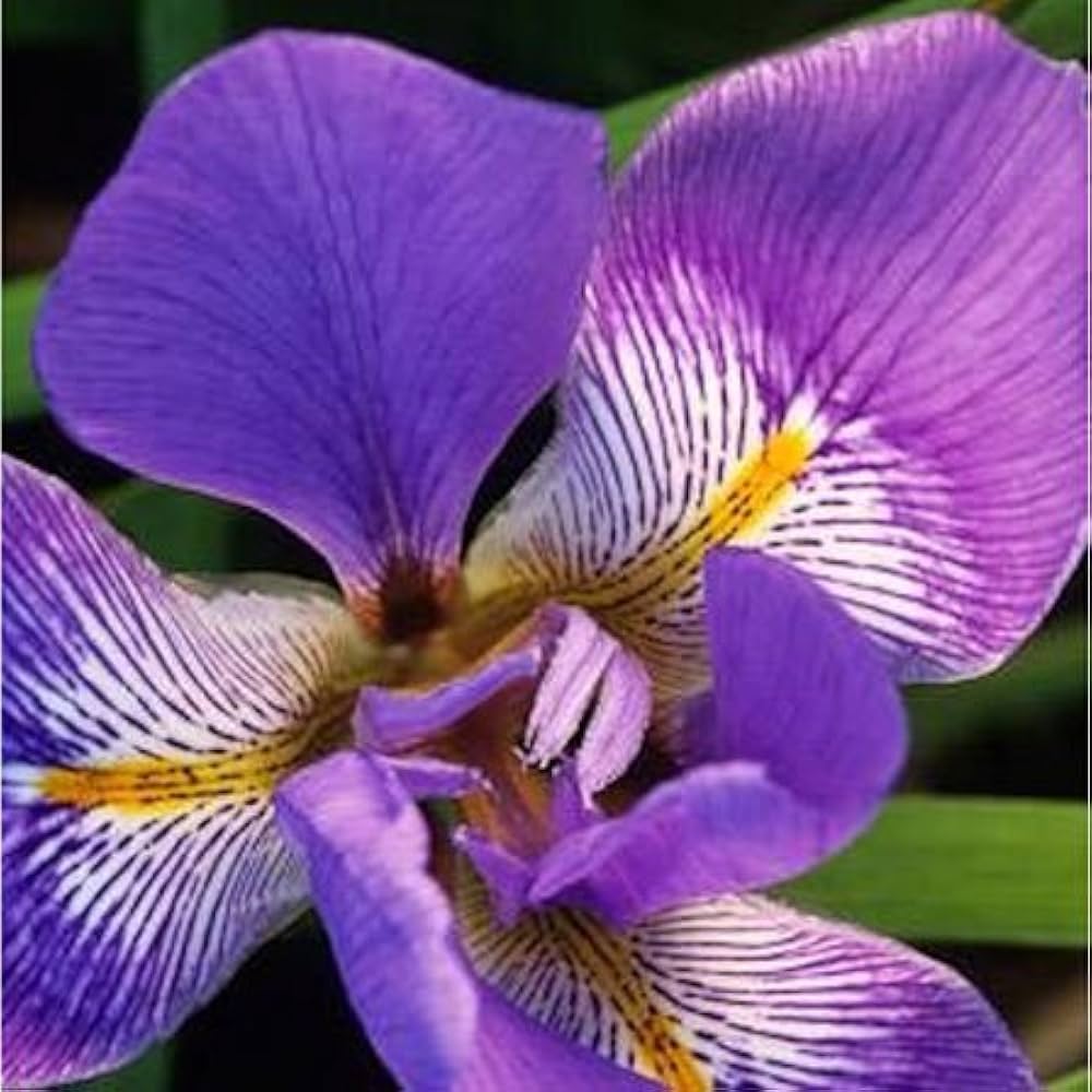 Iris Iris Germanica Rose Flower Seeds for Planting – Suitable for Backyard Gardening and Cottage-Style Gardens