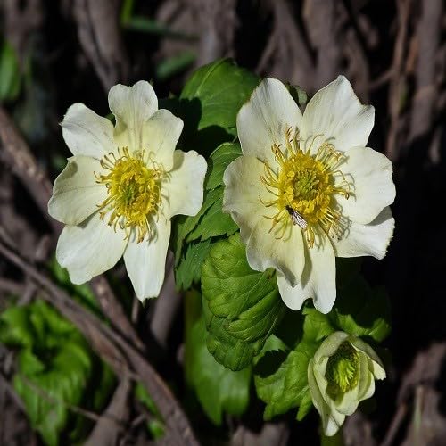 White Trollius Flower - Heirloom, Non - Gmo Seeds