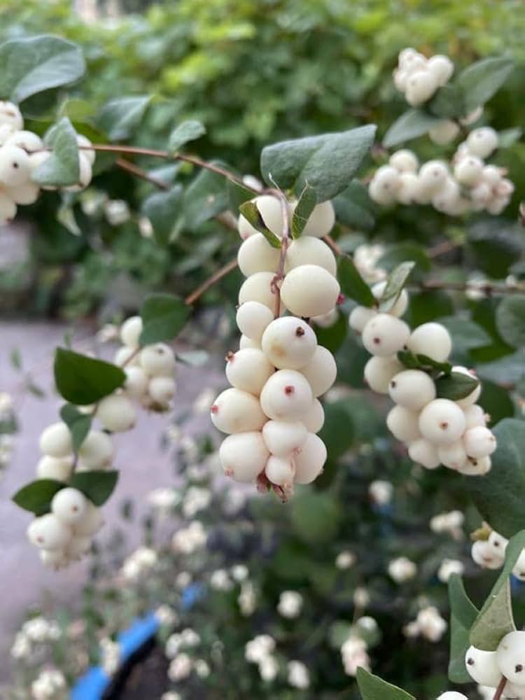 White currant berry seeds true champagne variety for planting