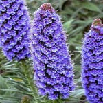 Echium Fastuosum Candicans Lila Flowers for garden planting