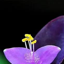 Violet Matthiola Flower Seeds for Planting - NON GMO Seeds Dhara Seeds