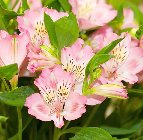 Palepink Alstroemeria Flower