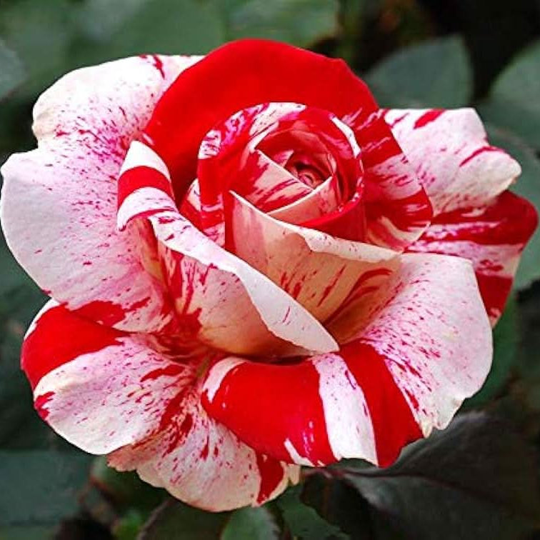 Rose Varieties mixed Flower Seeds for planting in home garden and borders