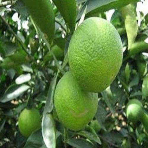 Green Calamansi Fruit - Heirloom, Non - Gmo Seeds