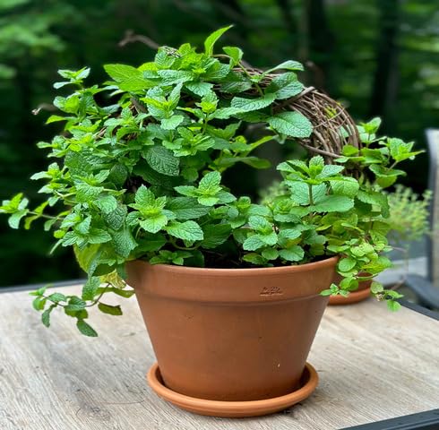 Green Mint - Heirloom, Non - Gmo Seeds
