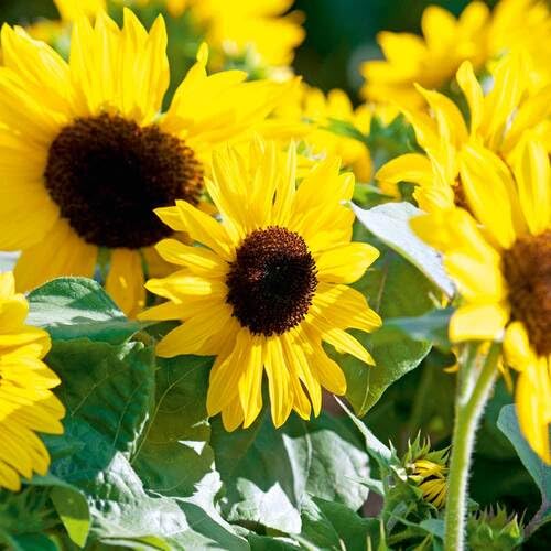 Yellow Sunflower - Heirloom, Non - Gmo Seeds