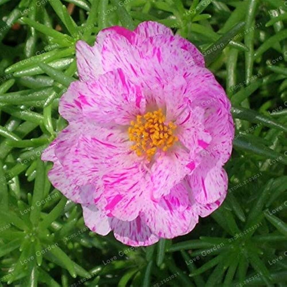 Portulaca Portulaca grandiflora Seeds for Planting - Great for Flower Bed & Urban Garden