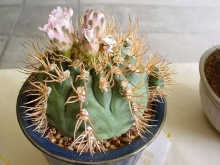 White Gymnocalycium Eurypleurum Flower Seeds for Planting - NON GMO Seeds Dhara Seeds