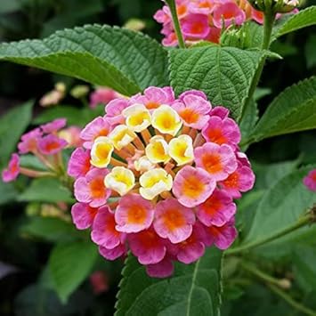 Heirloom Non-GMO Pink Yellow Lantana Flower Seeds for Butterfly Gardens and Colorful Outdoor Planting seeds for planting in home garden