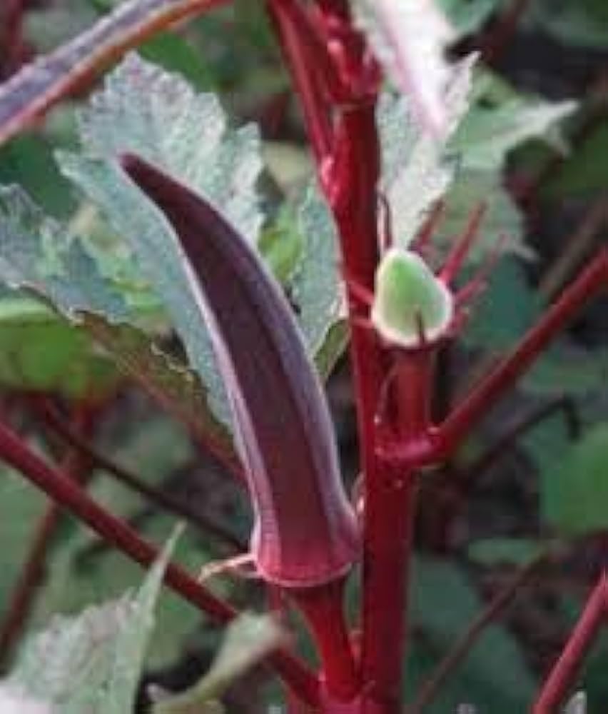 Hill Country Red Okra Seeds (IP051) for Heirloom Vegetable Gardens