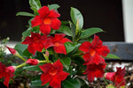 Climbing Mandevilla Sanderi for planting