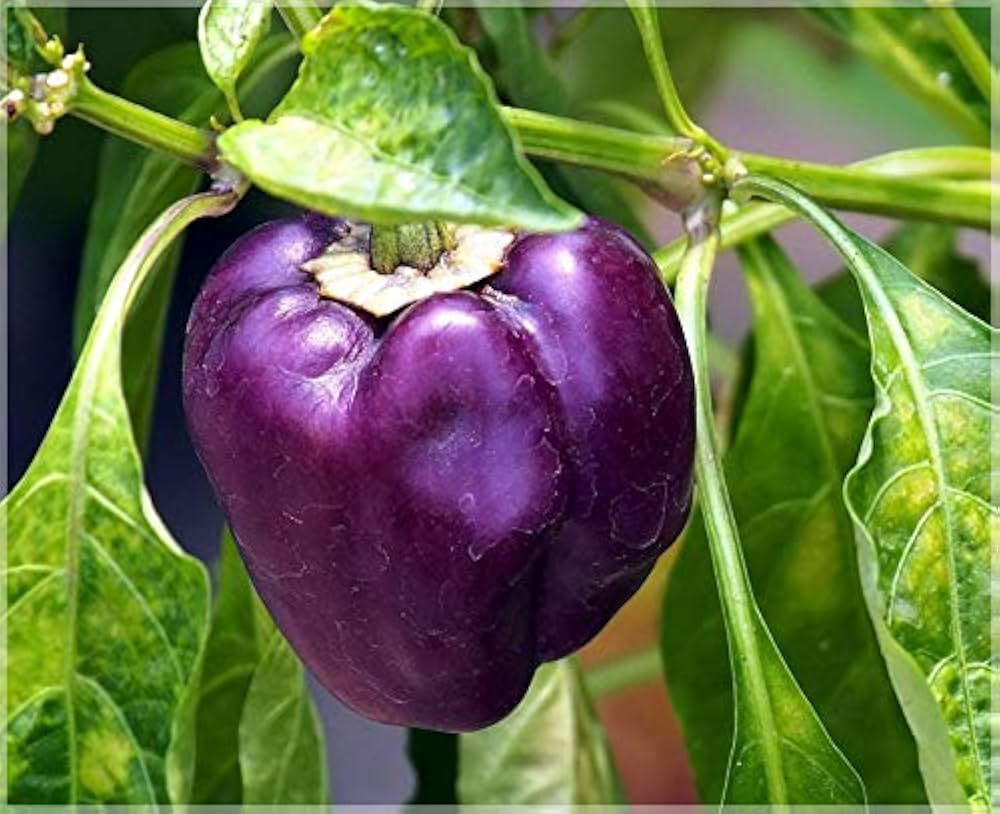 Pepper Capsicum annuum Marconi Lila vegetable seeds for planting in kitchen garden or patio containers