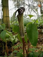 Green Arisaema Triphyllum Planting Seeds for Garden NON GMO Seeds Dhara Seeds