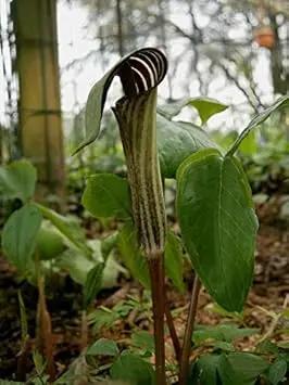 Green Arisaema Triphyllum Planting Seeds for Garden NON GMO Seeds Dhara Seeds
