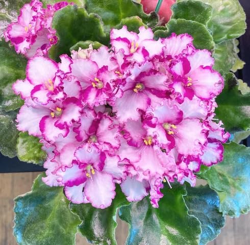 White Pink Saintpaulia Flower - Heirloom, Non - Gmo Seeds