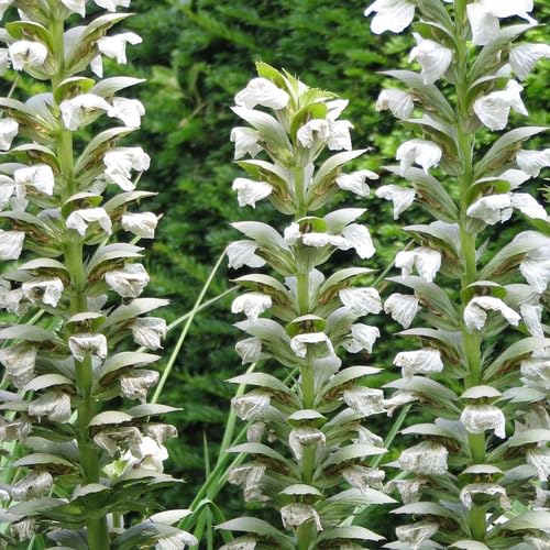 White Acanthus Flower