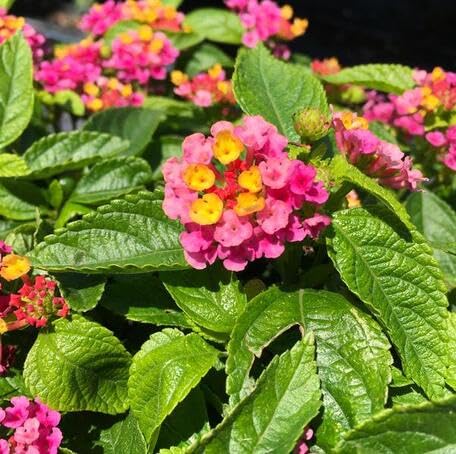 Pink Lantana Flower - Heirloom, Non - Gmo Seeds