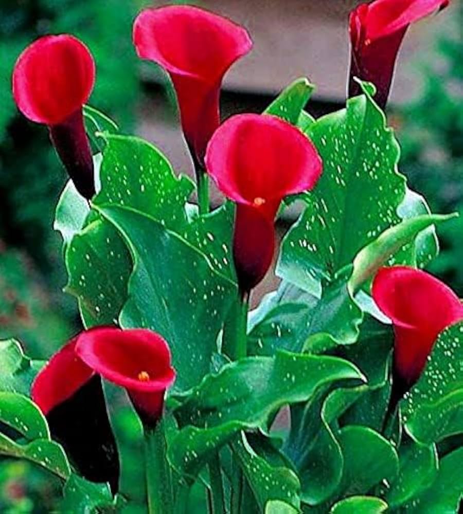 Rare Red-Edged Black Calla Lily Seeds - pcs for Balcony & Pot Garden Planting