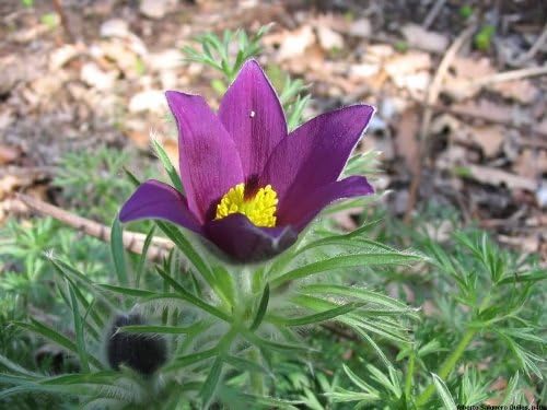 Violet Anemone Pulsatilla Purple Pasque Flower Seeds