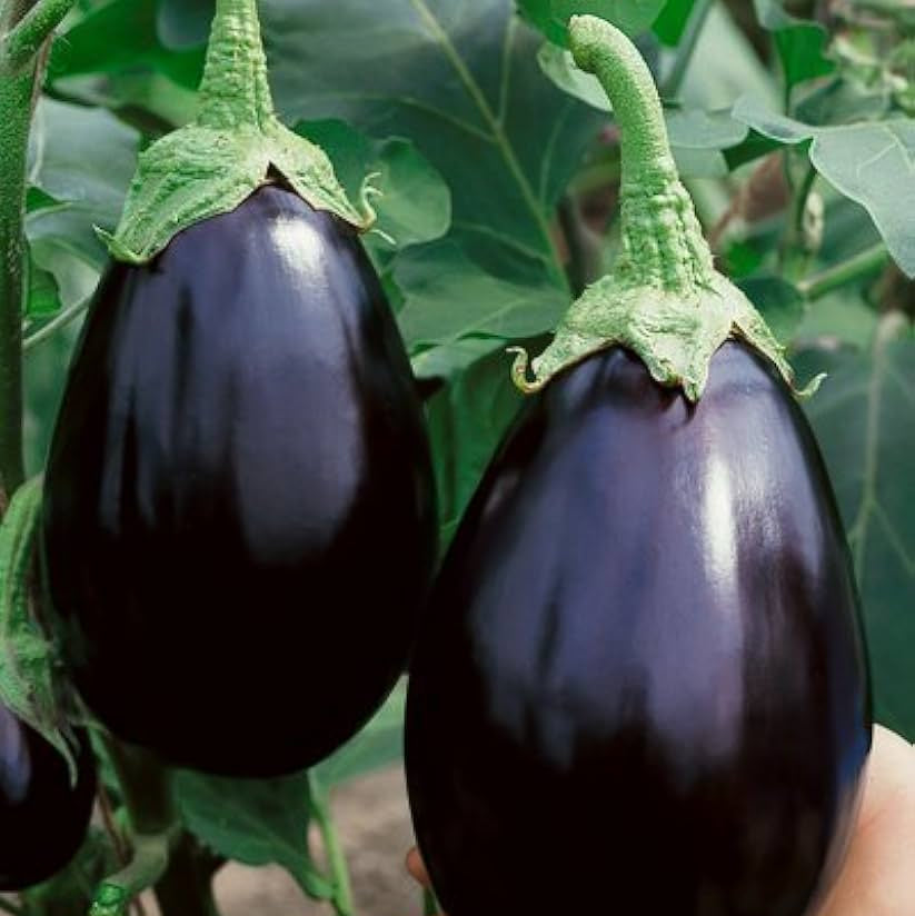 Amadeo Eggplant Seeds | Tender, Thornless High-Yield Eggplants – Heirloom, Non-GMO, High Germination Organic Garden Seeds