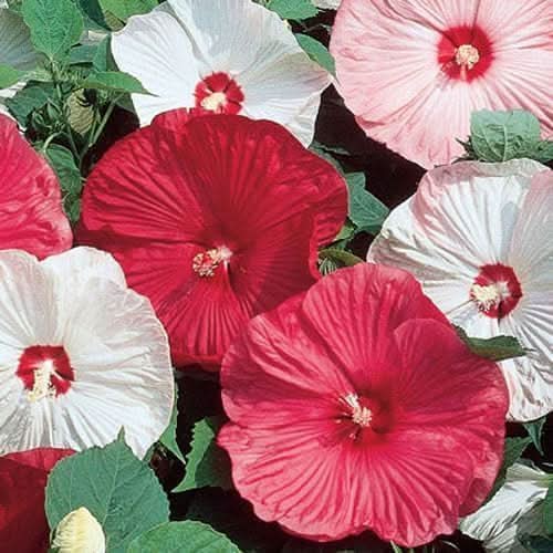 Chinese Hibiscus Giant Mixed Colors Hardy Flower Seeds