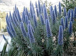 Blue Fastuosum Flower Seeds for Planting - 100 seeds for planting in home garden