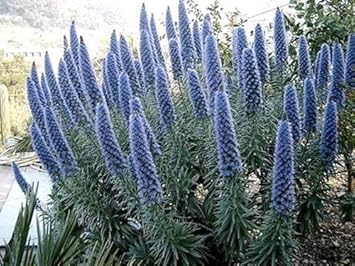 Blue Fastuosum Flower Seeds for Planting - 100 seeds for planting in home garden