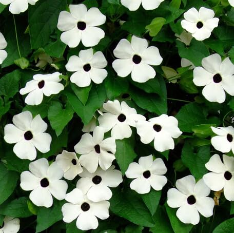 White Thunbergia Flower - Heirloom, Non - Gmo Seeds