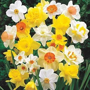 Daffodil Narcissus Pseudonarcissus Mixed Flower Seeds for Planting