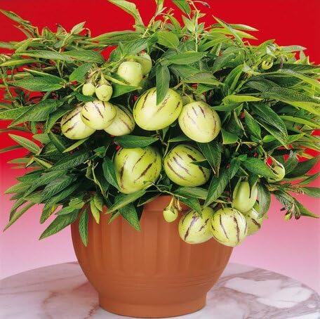 Green Pepino Fruit - Heirloom, Non - Gmo Seeds