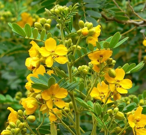 Yellow Retama Flower - Heirloom, Non - Gmo Seeds