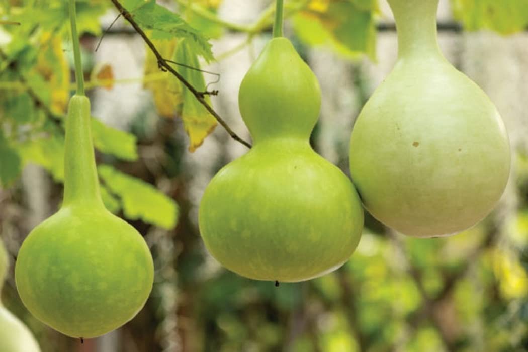 Bottle Gourd Lagenaria siceraria Vegetable Seeds for Planting for Vegetable Patch and Urban Garden