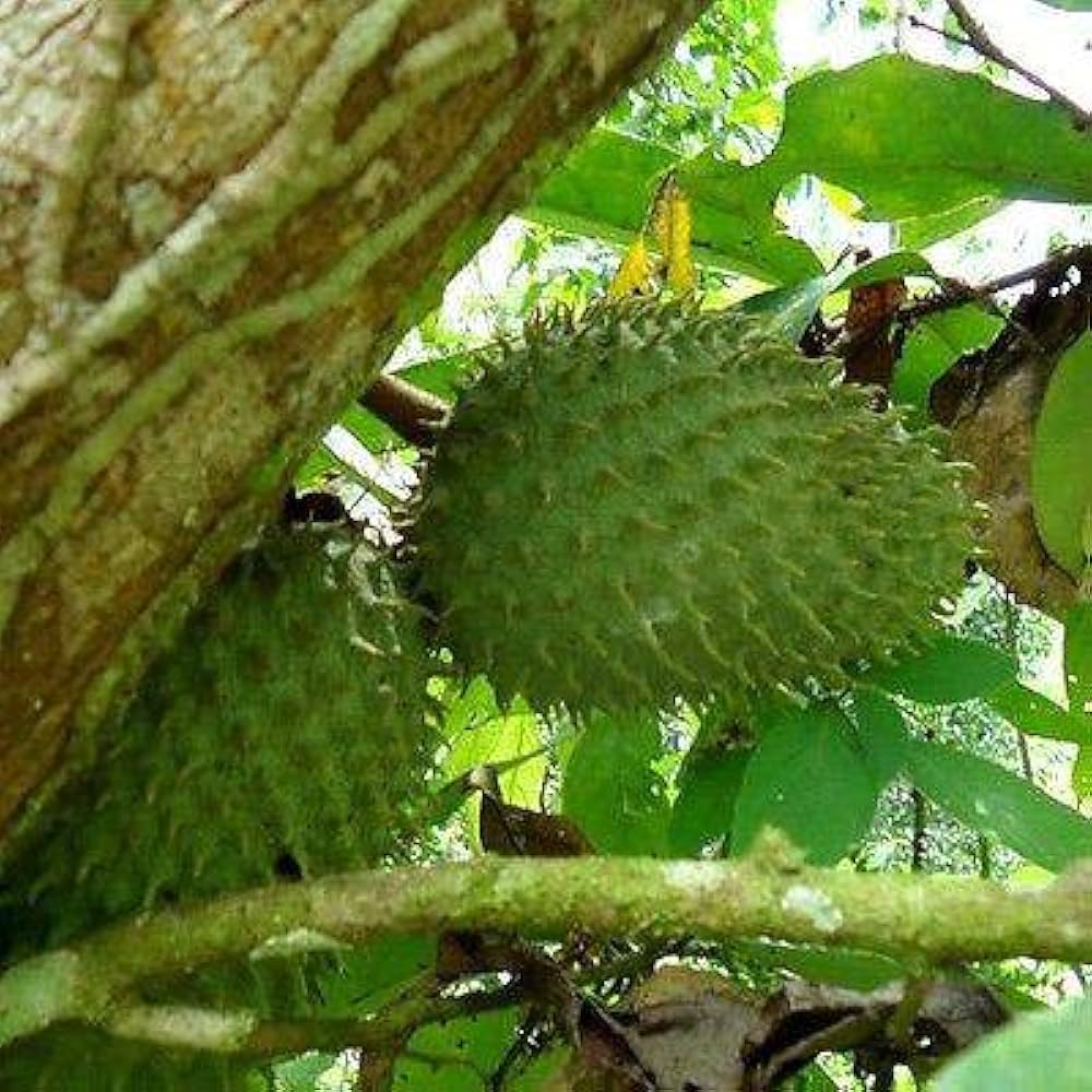 Soursop Tree Seeds for Planting
