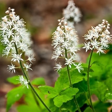 Tiarella Flower