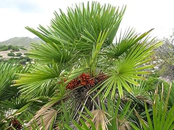 Green Chamaerops Humilis Tree Heirloom Non Gmo Image